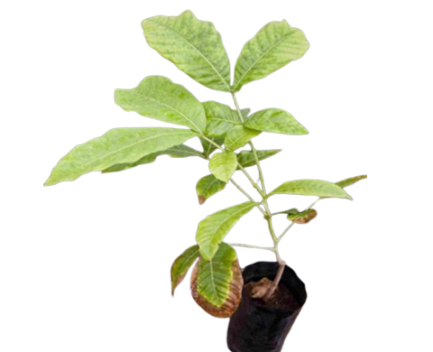Black Kusum plant 
