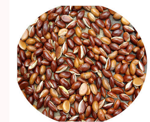 Mahua seeds