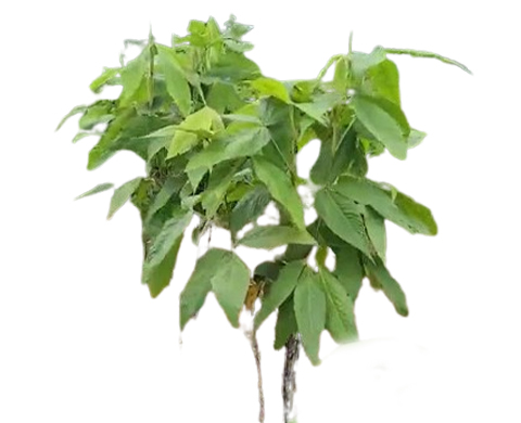 samialata plant 